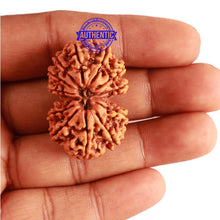 Load image into Gallery viewer, Gaurishanker Nepalese Rudraksha Bead No. 179