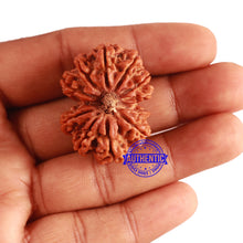 Load image into Gallery viewer, Gaurishanker Nepalese Rudraksha Bead No. 180