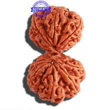 Load image into Gallery viewer, Gaurishanker Nepalese Rudraksha Bead No. - 181