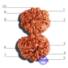 Load image into Gallery viewer, Gaurishanker Nepalese Rudraksha Bead No. - 181