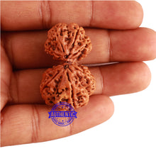 Load image into Gallery viewer, Gaurishanker Nepalese Rudraksha Bead No. - 182