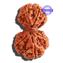 Load image into Gallery viewer, Gaurishanker Nepalese Rudraksha Bead No. - 182