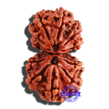 Load image into Gallery viewer, Gaurishanker Nepalese Rudraksha Bead No. - 184
