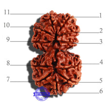 Load image into Gallery viewer, Gaurishanker Nepalese Rudraksha Bead No. - 184