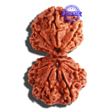 Load image into Gallery viewer, Gaurishanker Nepalese Rudraksha Bead No. - 185