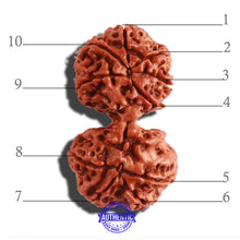 Load image into Gallery viewer, Gaurishanker Nepalese Rudraksha Bead No. - 186