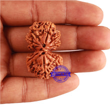 Load image into Gallery viewer, Gaurishanker Nepalese Rudraksha Bead No. 187