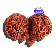 Load image into Gallery viewer, Gaurishankar Rudraksha with Ganesha - Bead No. 189