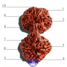 Load image into Gallery viewer, Gaurishankar Rudraksha with Ganesha - Bead No. 189