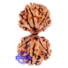 Load image into Gallery viewer, Gaurishanker Nepalese Rudraksha Bead No. - 120