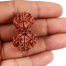 Load image into Gallery viewer, Gaurishankar Rudraksha with 8 Mukhi - Bead No. 37