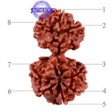 Load image into Gallery viewer, Gaurishankar Rudraksha with 8 Mukhi - Bead No. 37