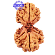 Load image into Gallery viewer, Gaurishankar Rudraksha with 8 Mukhi - Bead No. 42