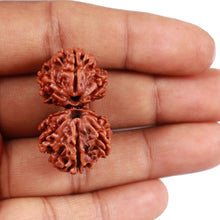 Load image into Gallery viewer, Gaurishanker Rudraksha with 8 Mukhi - Bead No. 44
