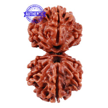 Load image into Gallery viewer, Gaurishanker Rudraksha with 8 Mukhi - Bead No. 44