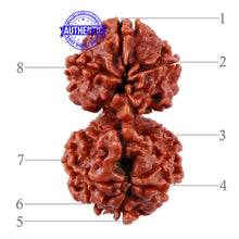 Load image into Gallery viewer, Gaurishanker Rudraksha with 8 Mukhi - Bead No. 44