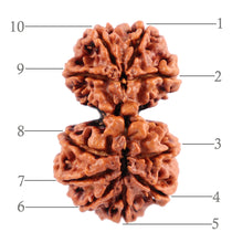 Load image into Gallery viewer, Gaurishanker Nepalese Rudraksha Bead No. 46