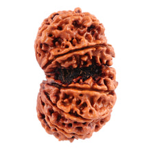 Load image into Gallery viewer, Gaurishanker Nepalese Rudraksha Bead No. 46