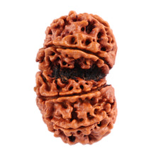 Load image into Gallery viewer, Gaurishanker Nepalese Rudraksha Bead No. 46
