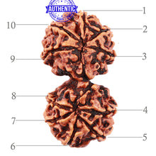 Load image into Gallery viewer, Gaurishanker Nepalese Rudraksha - Bead No. 48