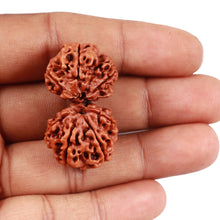 Load image into Gallery viewer, Gaurishankar Rudraksha with 7 Mukhi - Bead No. 50