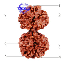 Load image into Gallery viewer, Gaurishankar Rudraksha with 7 Mukhi - Bead No. 50