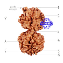 Load image into Gallery viewer, 9 Mukhi Gaurishankar Rudraksha with Ganesha - Bead No. 79