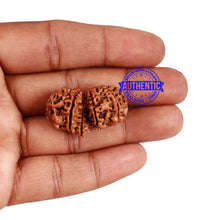 Load image into Gallery viewer, 11 Mukhi Gaurishankar Rudraksha with Ganesha - Bead No. 80