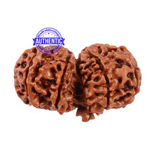 Load image into Gallery viewer, 11 Mukhi Gaurishankar Rudraksha with Ganesha - Bead No. 80