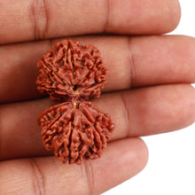 Load image into Gallery viewer, 10 Mukhi Gaurishankar Rudraksha with Ganesha - Bead No. 81