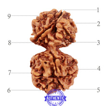 Load image into Gallery viewer, 9 Mukhi Gaurishankar Rudraksha with Ganesha - Bead No. 81