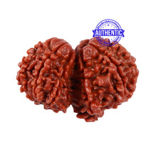 Load image into Gallery viewer, 10 Mukhi Gaurishankar Rudraksha with Ganesha - Bead No. 82