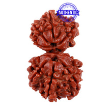 Load image into Gallery viewer, 10 Mukhi Gaurishankar Rudraksha with Ganesha - Bead No. 82