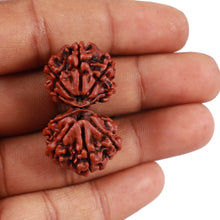 Load image into Gallery viewer, Gaurishanker Nepalese Rudraksha - Bead No. 83