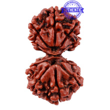 Load image into Gallery viewer, Gaurishanker Nepalese Rudraksha - Bead No. 83