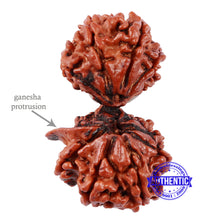 Load image into Gallery viewer, 12 Mukhi Gaurishankar Rudraksha with Ganesha - Bead No. 84