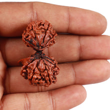 Load image into Gallery viewer, 12 Mukhi Gaurishankar Rudraksha with Ganesha - Bead No. 84