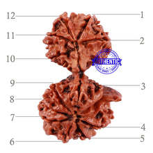 Load image into Gallery viewer, 12 Mukhi Gaurishankar Rudraksha with Ganesha - Bead No. 84