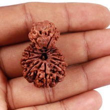 Load image into Gallery viewer, Gaurishankar Rudraksha with 10 Mukhi - Bead No. 85