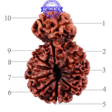 Load image into Gallery viewer, Gaurishankar Rudraksha with 10 Mukhi - Bead No. 85