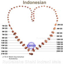 Load image into Gallery viewer, Gaurishankar Rudraksha Shahi Indrani Mala (Indonesian Standard Size Beads)
