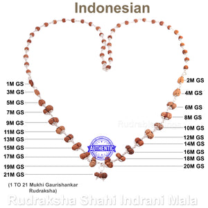 Gaurishankar Rudraksha Shahi Indrani Mala (Indonesian Standard Size Beads)