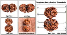 Load image into Gallery viewer, Gaurishanker Nepalese Rudraksha Bead No. - 145