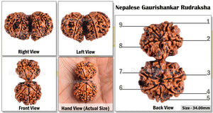 Gaurishanker  Nepalese Rudraksha Bead No. - 145