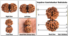 Load image into Gallery viewer, Gaurishanker Nepalese Rudraksha Bead No. - 148