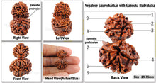 Load image into Gallery viewer, 9 Mukhi Gaurishanker Rudraksha with Ganesha - Bead No. 114