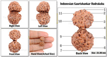 Load image into Gallery viewer, Gaurishanker Rudraksha from Indonesia - 75