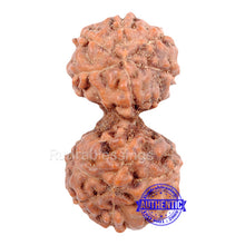 Load image into Gallery viewer, Gaurishanker Rudraksha from Indonesia - 75