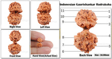 Load image into Gallery viewer, Gaurishanker Rudraksha from Indonesia - 68