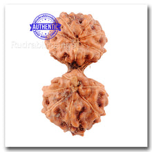 Load image into Gallery viewer, Gaurishanker Rudraksha from Indonesia - 68
